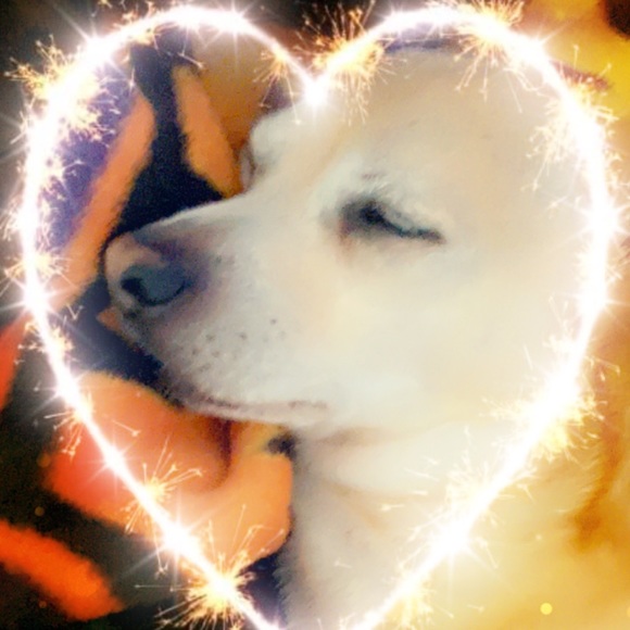 Meet your Posher, Rose - Picture 2 of 7